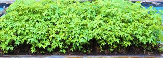 Daniel pavon cuellar miniature forest 2014  saqw